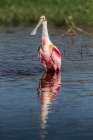 Roseate spoonbills display their bright pink color. Art Print
